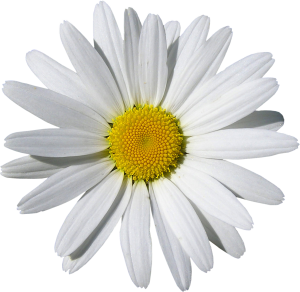 Marguerite