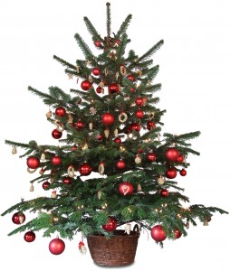 Sapin - 3